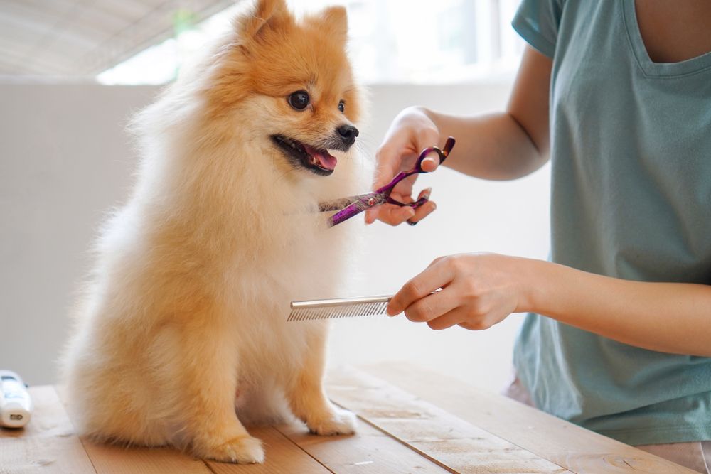 Choose the Best Dog Grooming Abu Dhabi for Your Furry&nbsp;Friend