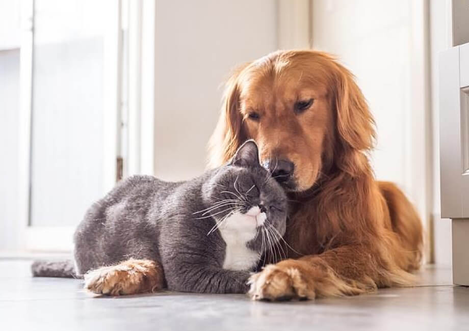 High Standard Pets Grooming Abu&nbsp;Dhabi